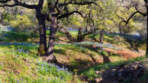 building in spring in Texas Hill Country remodeling custom home builder bulverde spring branch boerne
